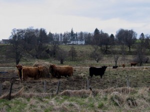 cows